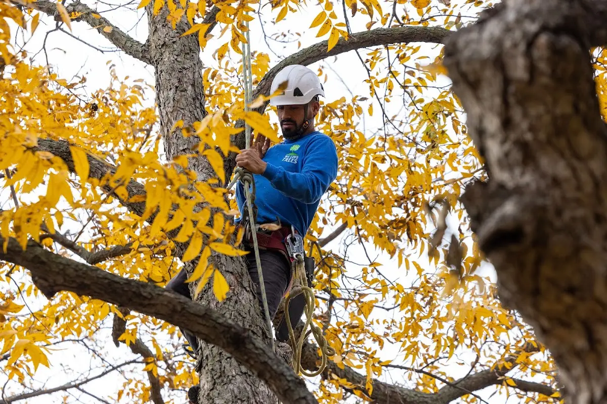 Skilled Tree Disease Treatment crew working in Livonia